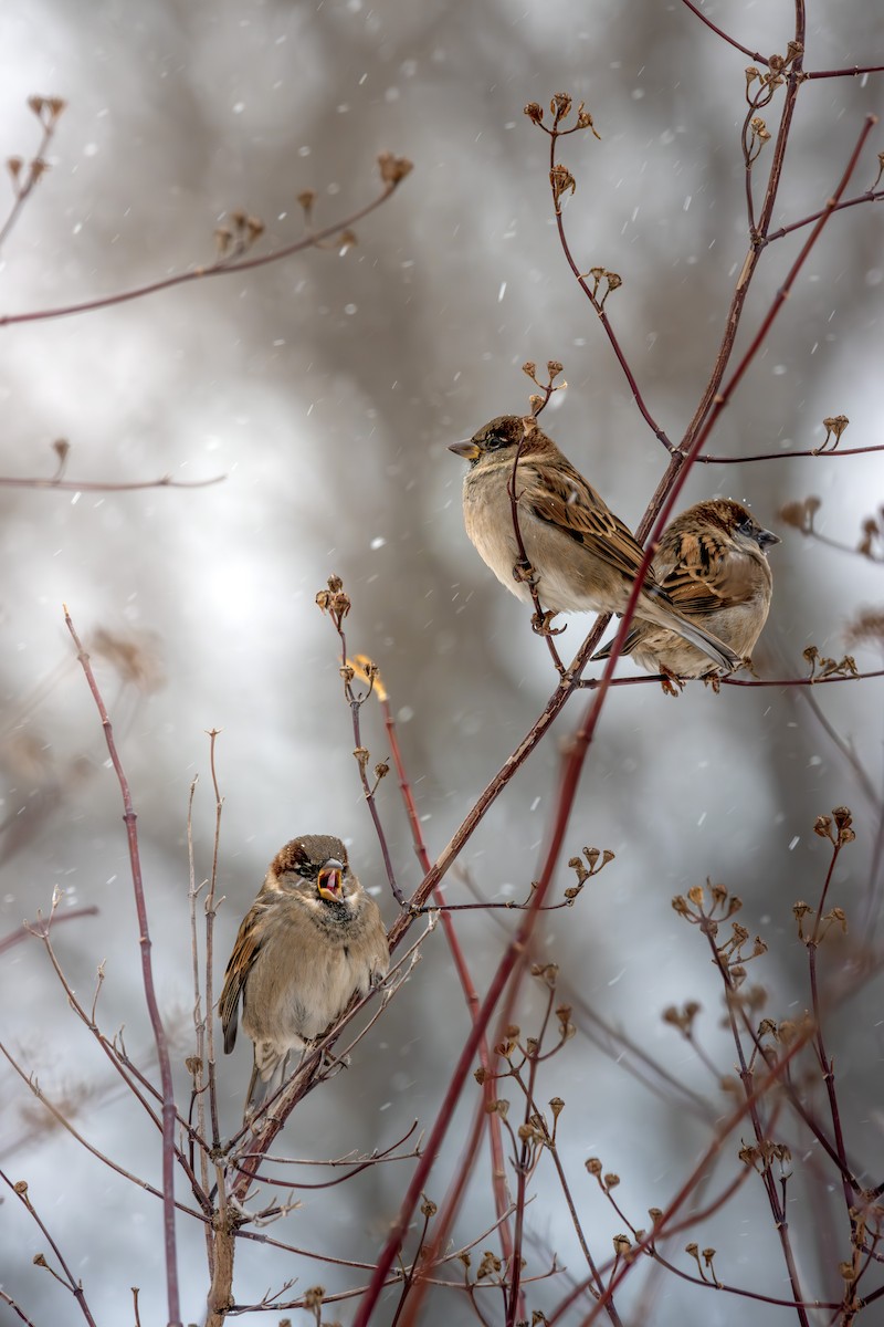 Оронгийн бор шувуу - ML646078583