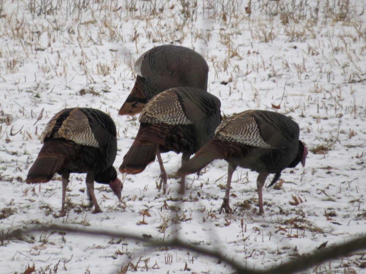 Wild Turkey - ML646078587