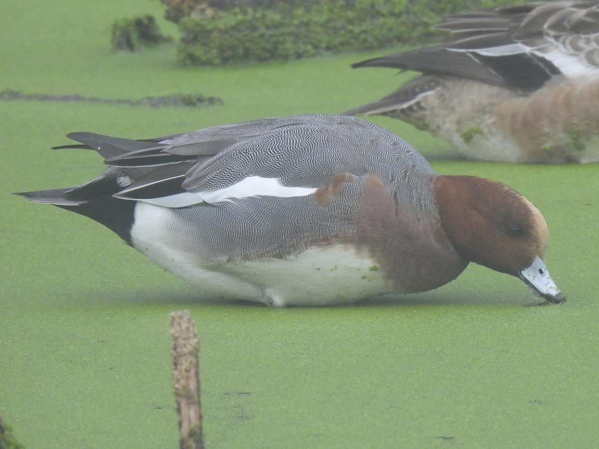 Eurasian Wigeon - ML646078589