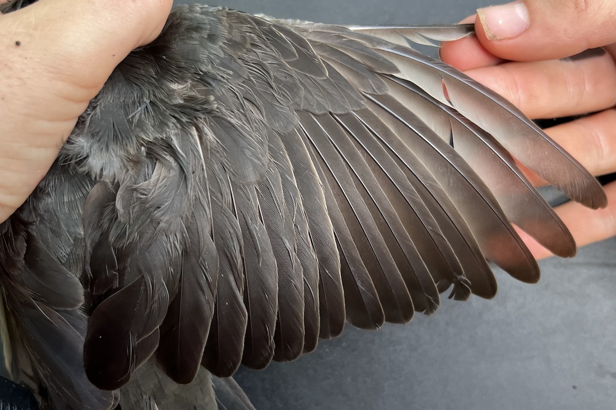 Micronesian Starling - ML646078590