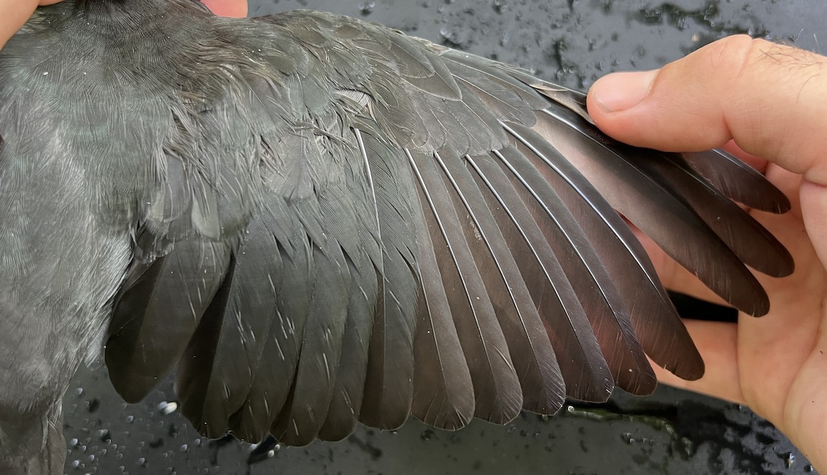 Micronesian Starling - ML646078591