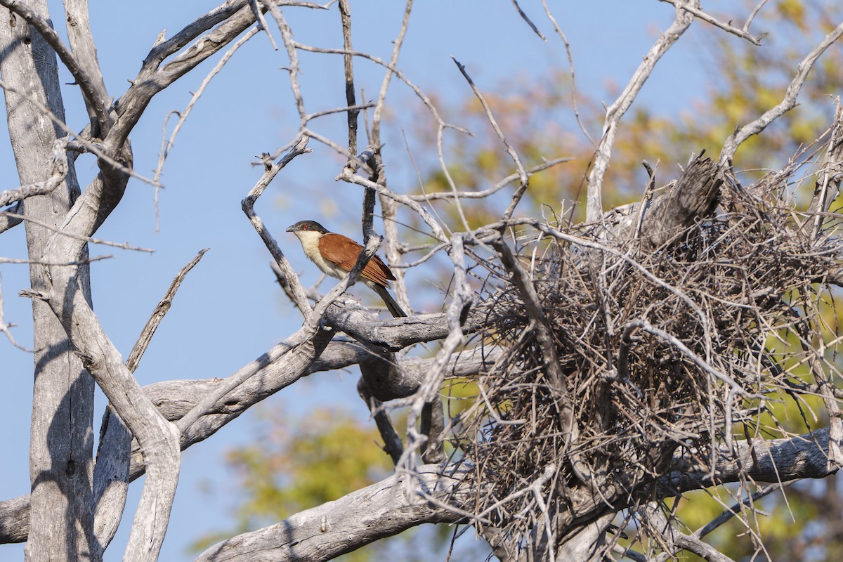 Коукал ангольський - ML646078597