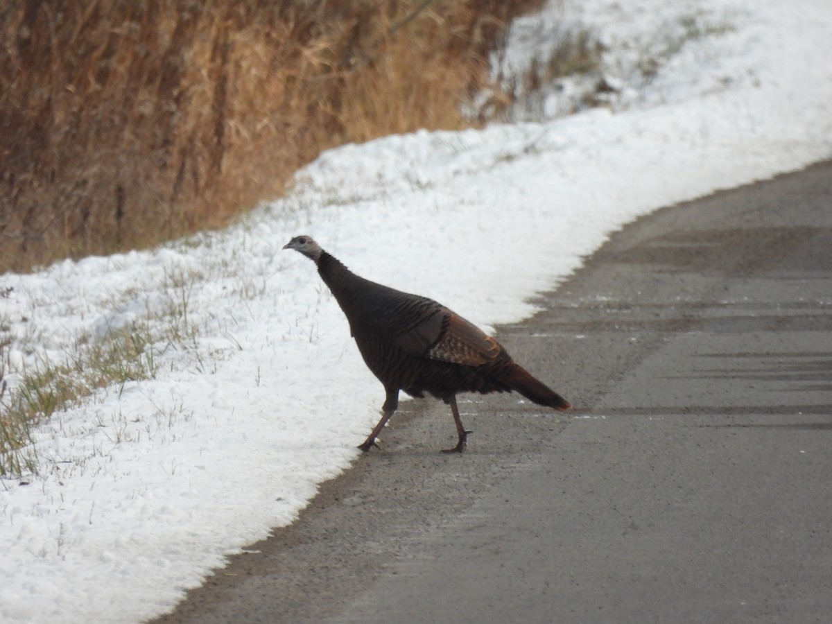 Wild Turkey - ML646078602