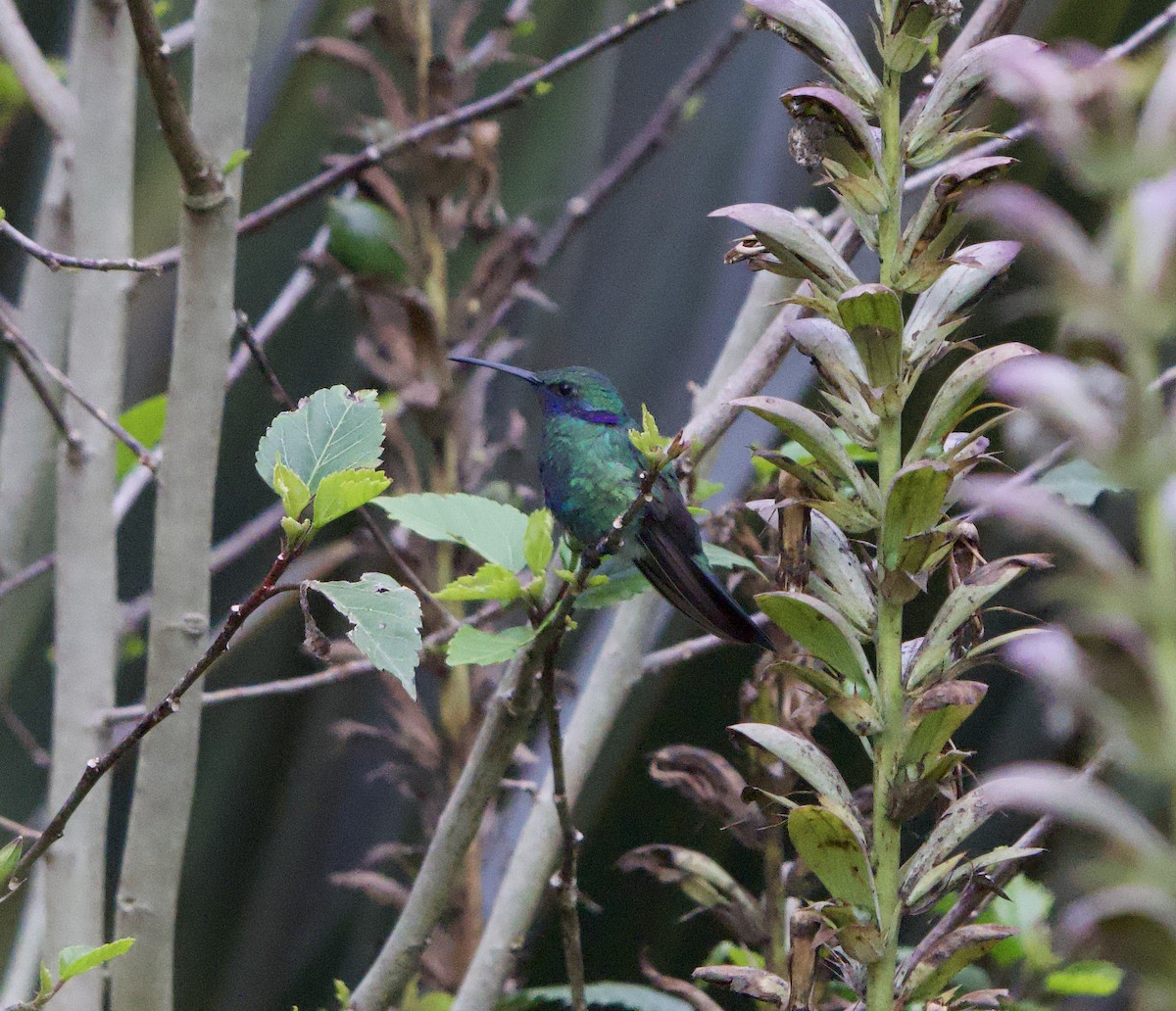 fiolørekolibri - ML646078606