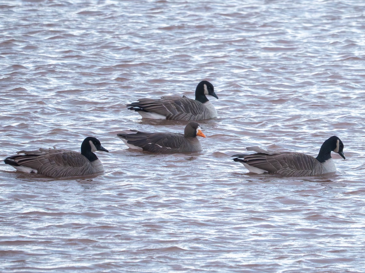 Greater White-fronted Goose - ML646078622