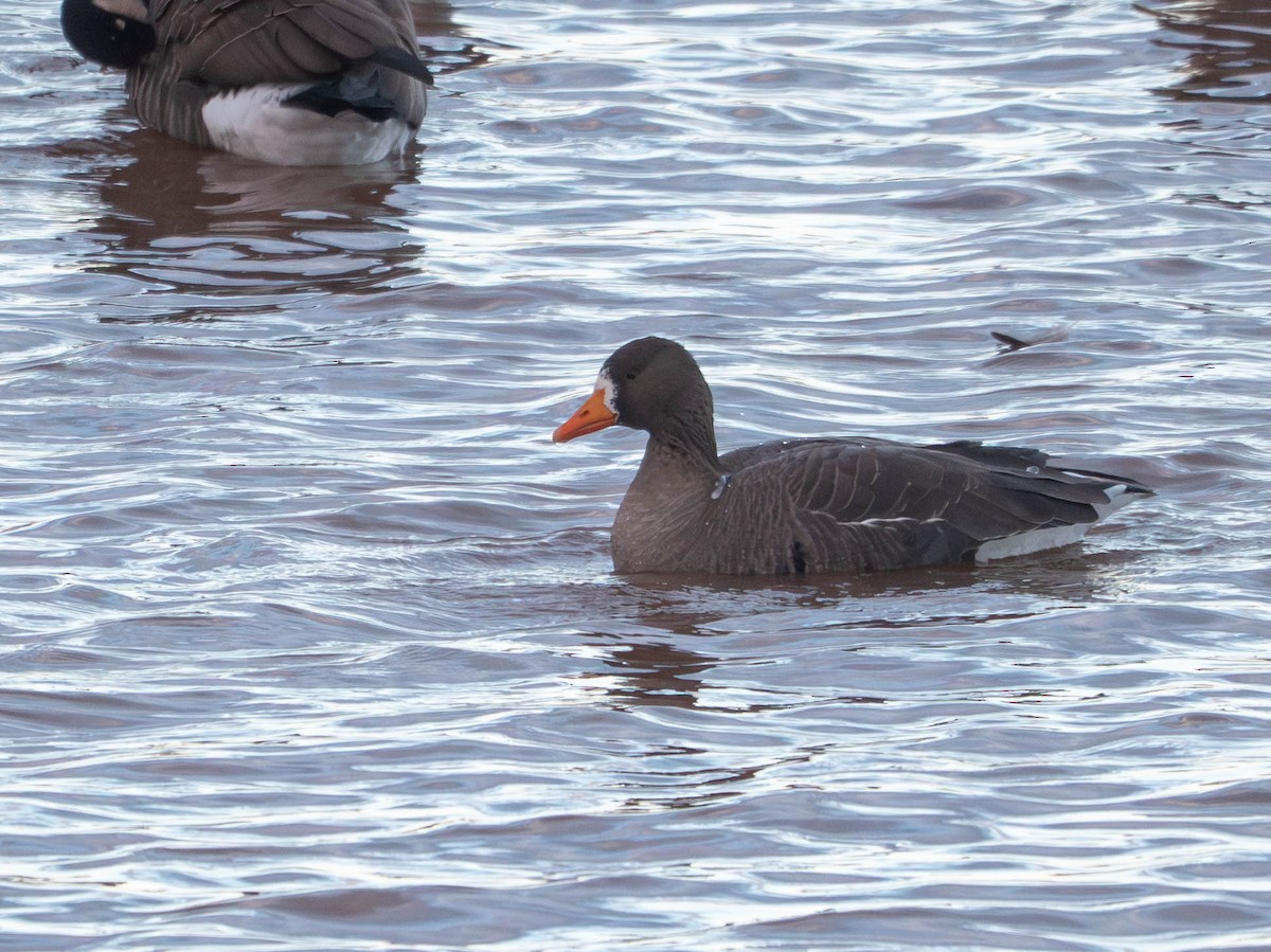 Greater White-fronted Goose - ML646078623