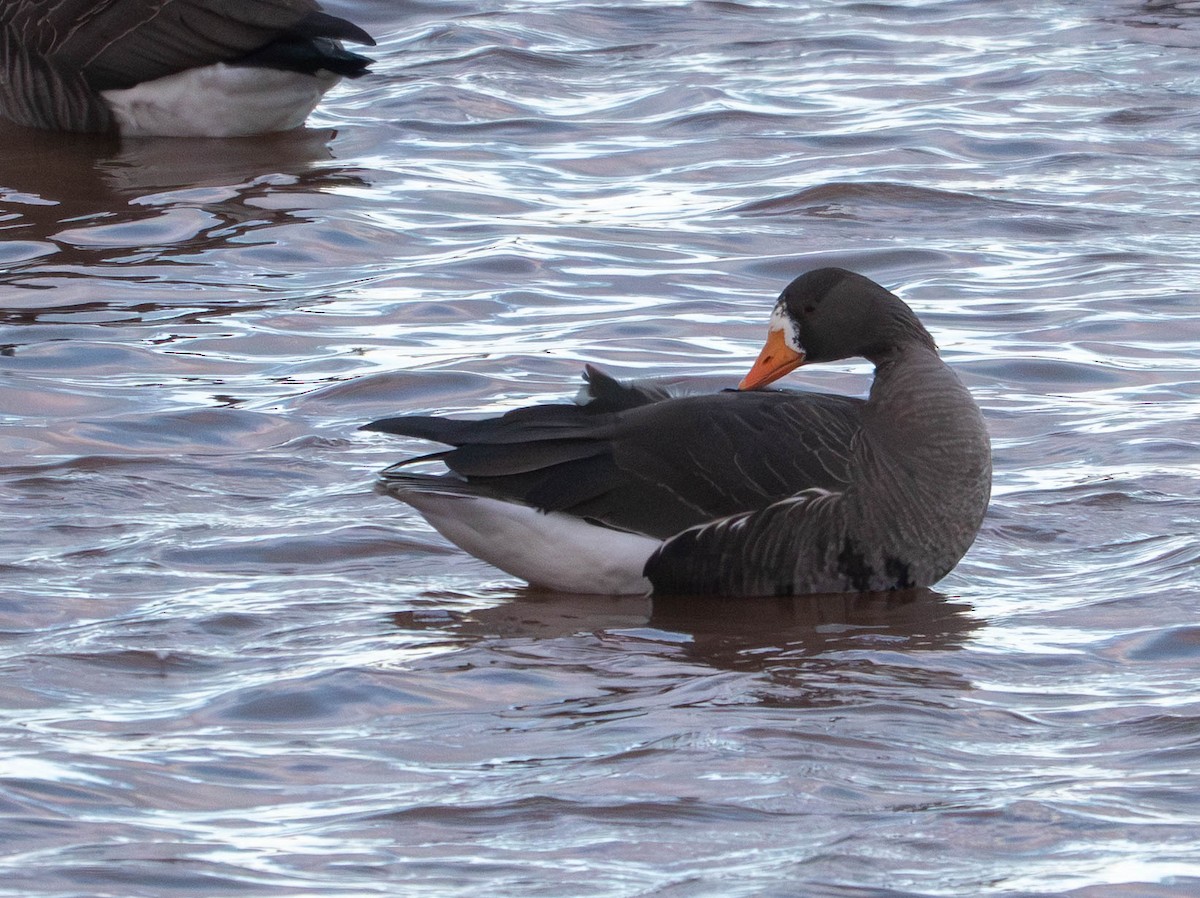 Greater White-fronted Goose - ML646078624
