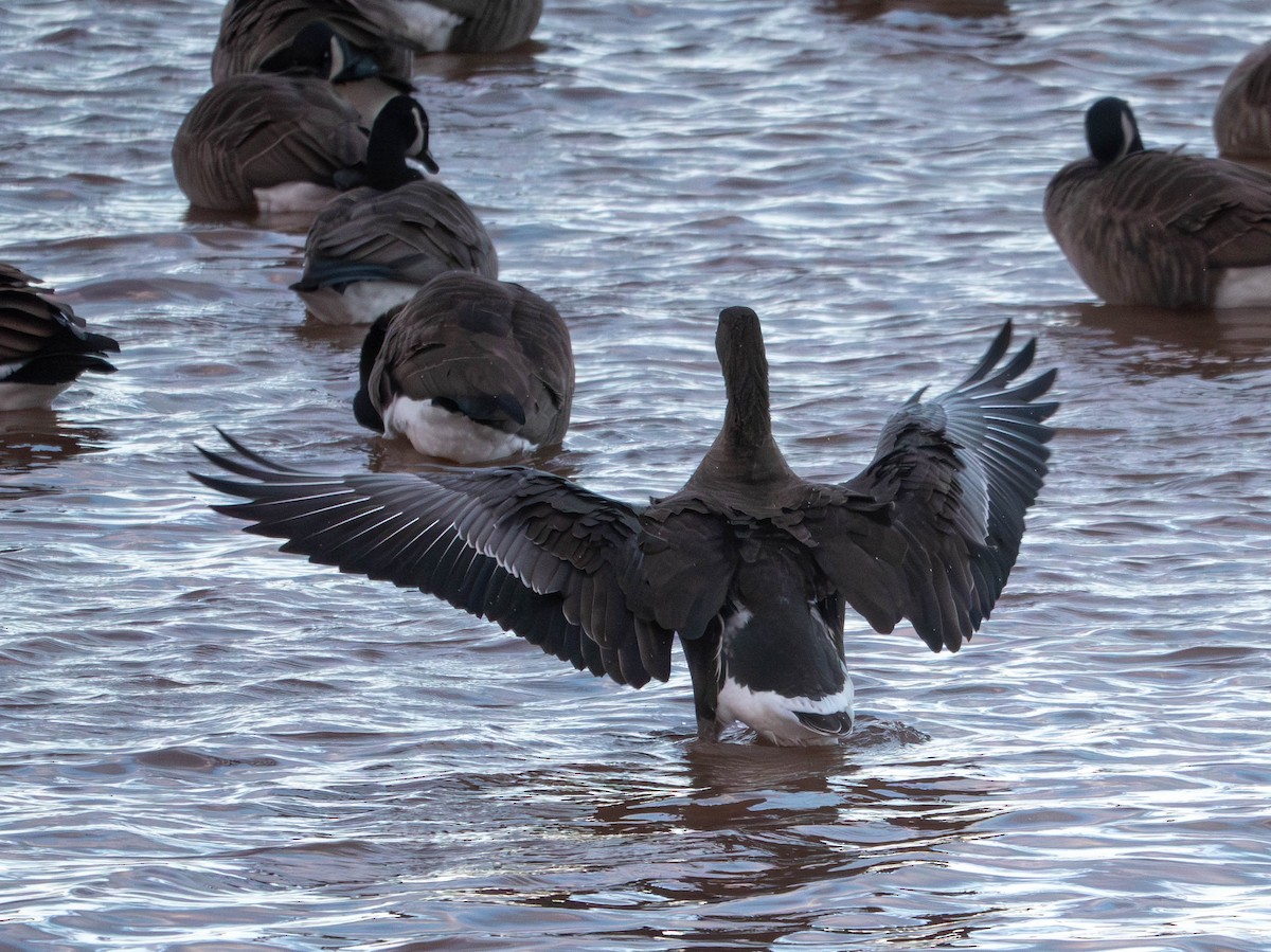 Greater White-fronted Goose - ML646078625