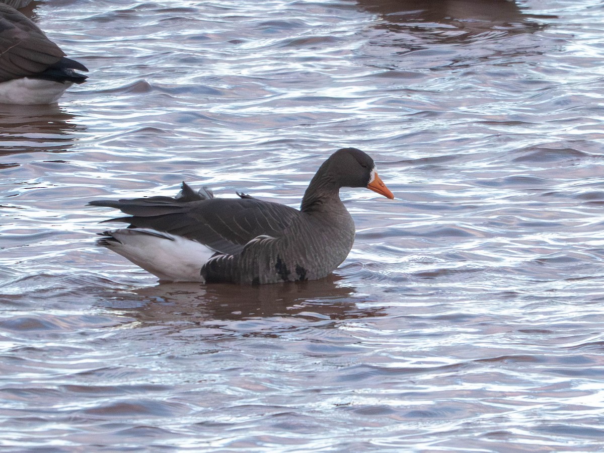 Greater White-fronted Goose - ML646078626