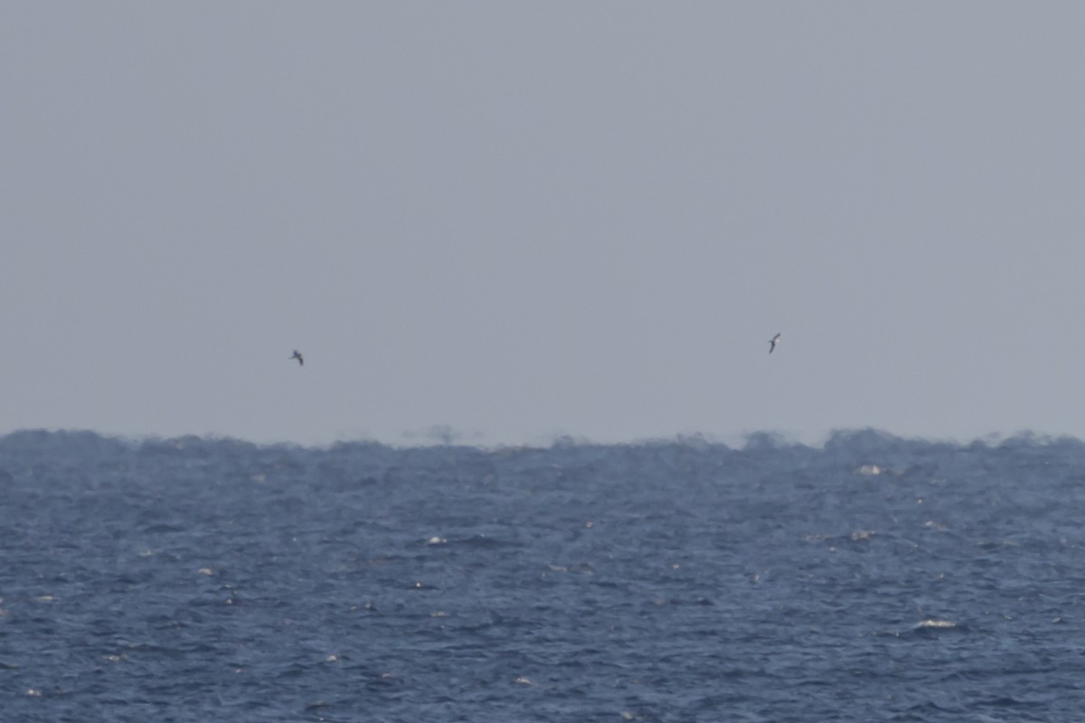 Bermuda Petrel - ML646078627