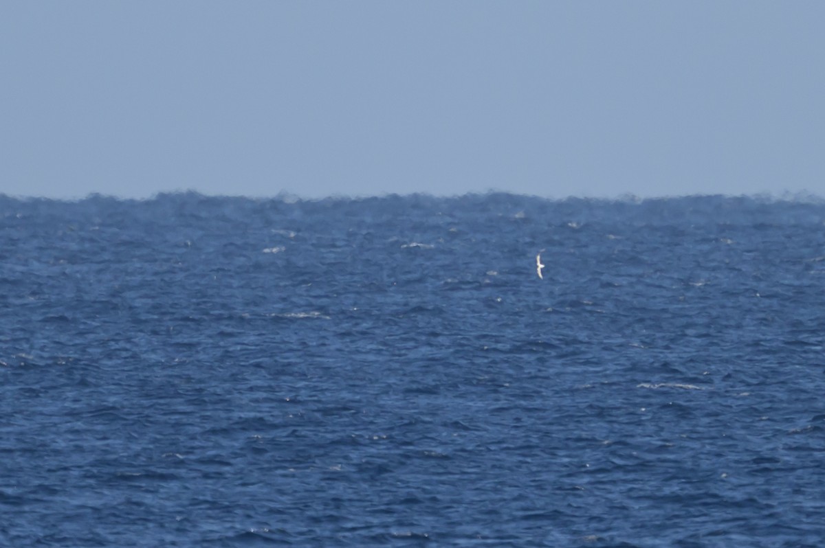 Bermuda Petrel - ML646078628