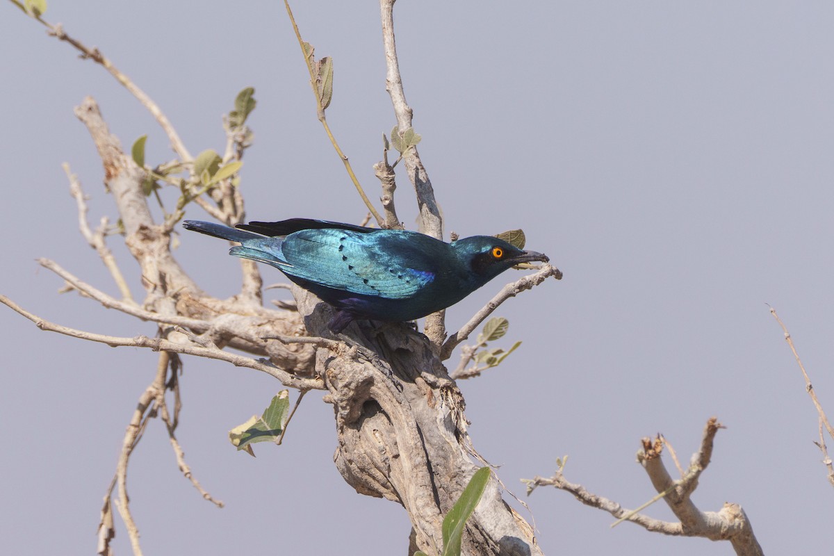 Greater Blue-eared Starling - ML646078629