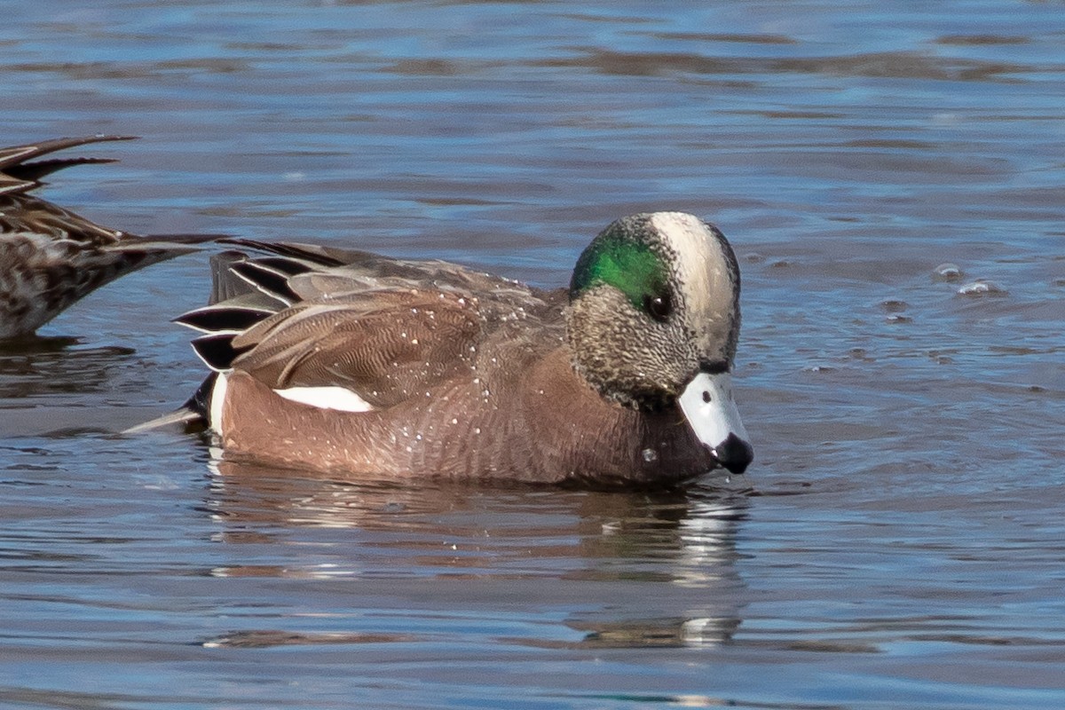 American Wigeon - ML646078630