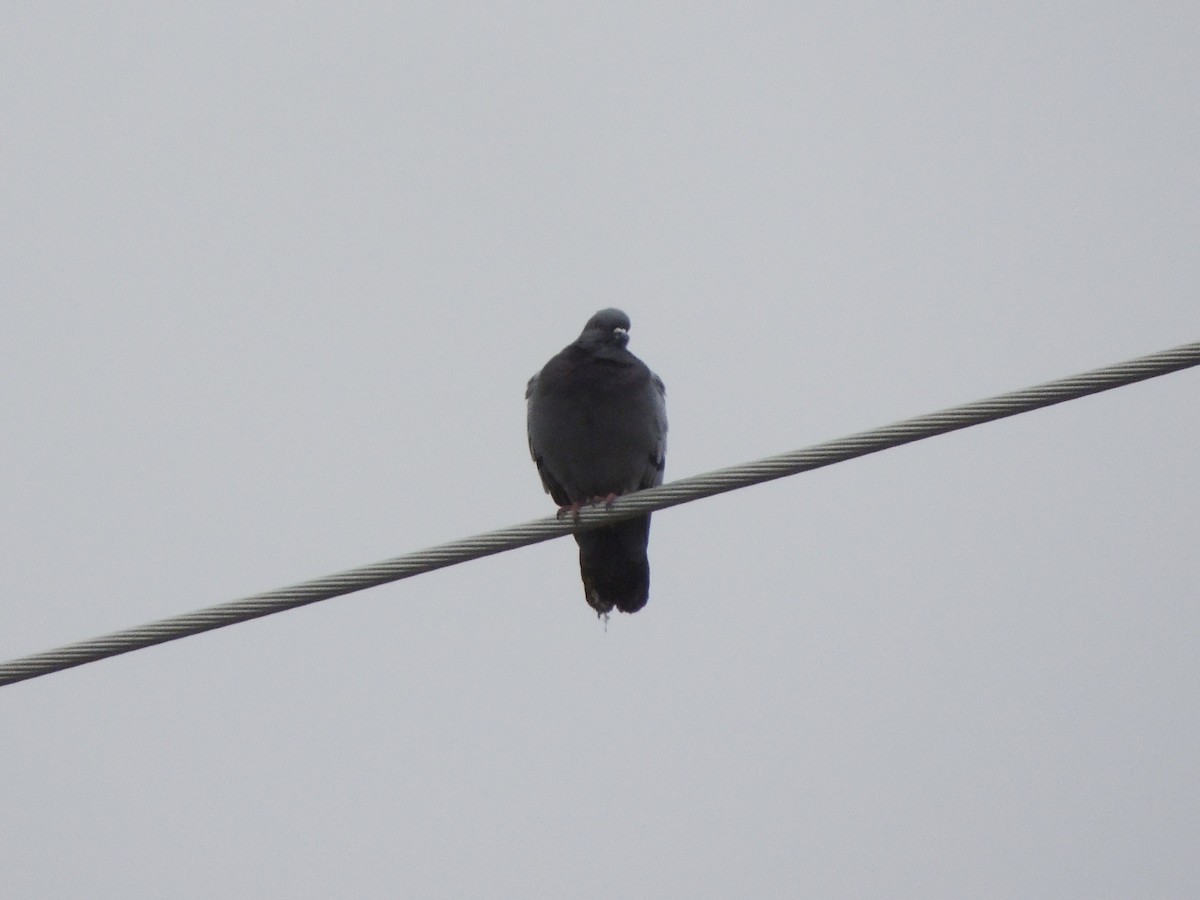 יונת בית - ML646078640