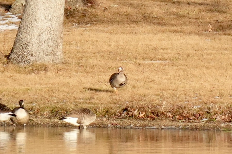 Greater White-fronted Goose - ML646078642
