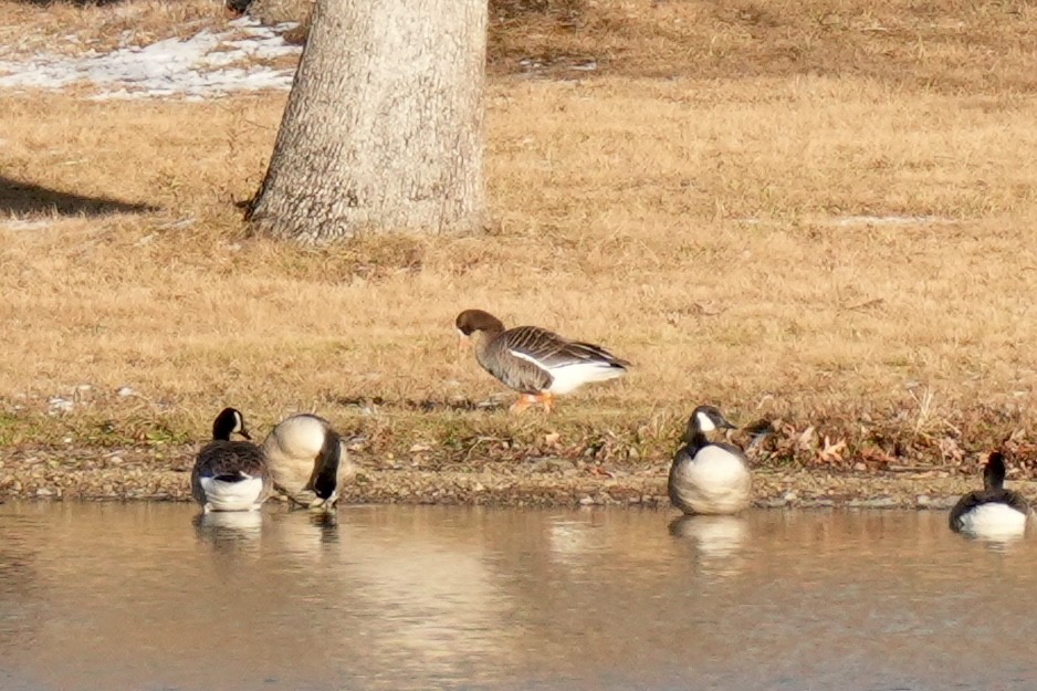 Greater White-fronted Goose - ML646078643