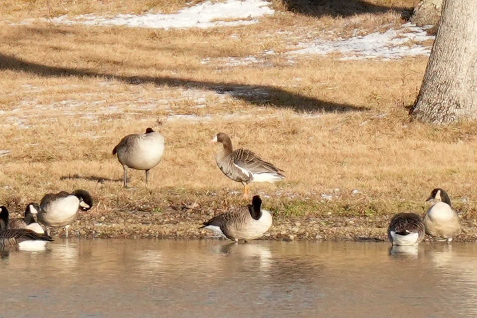 Greater White-fronted Goose - ML646078644