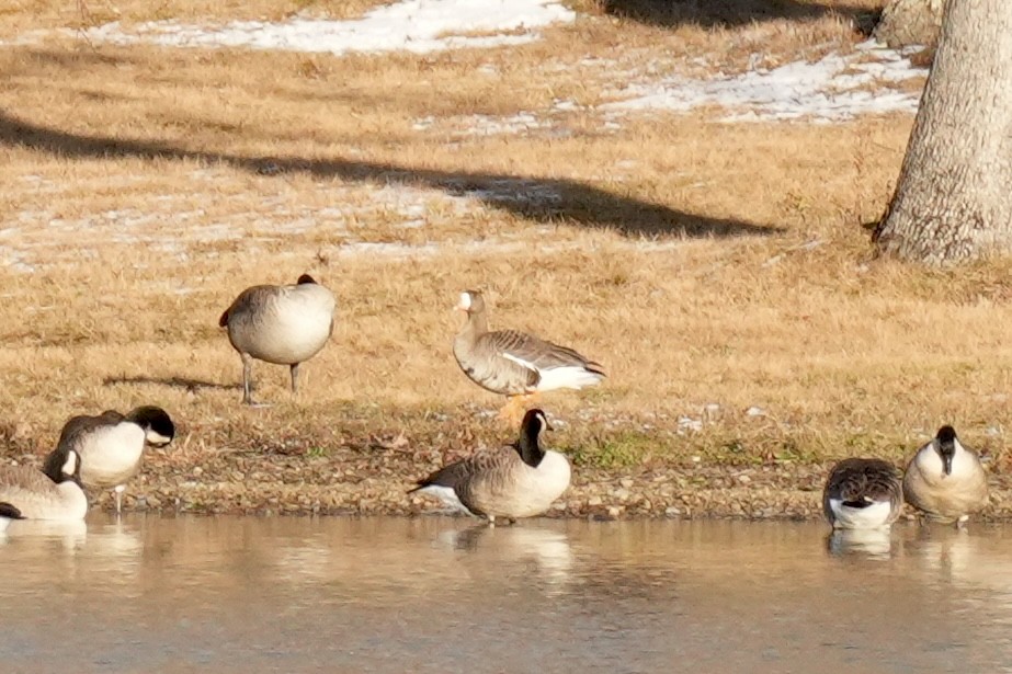 Greater White-fronted Goose - ML646078645