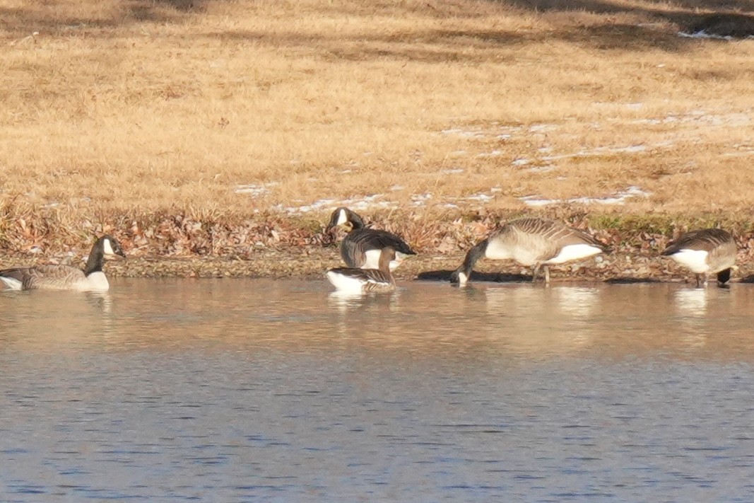 Greater White-fronted Goose - ML646078646