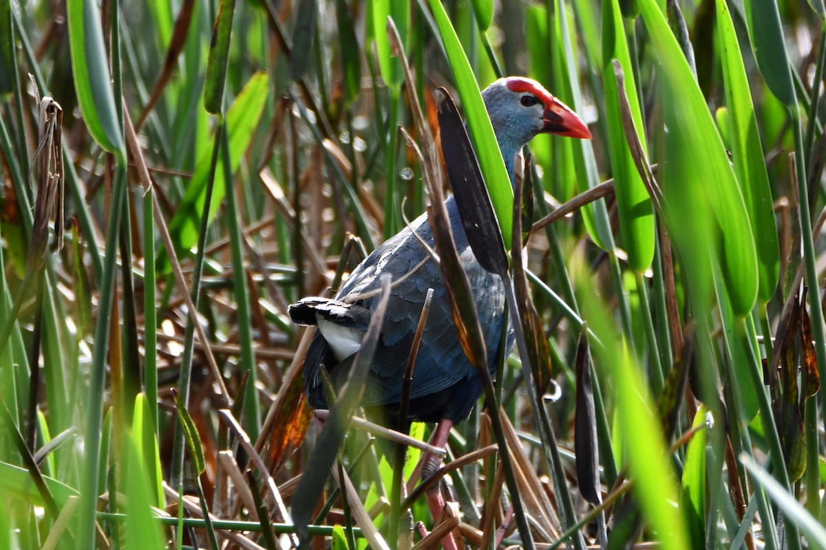 Gray-headed Swamphen - ML646078648