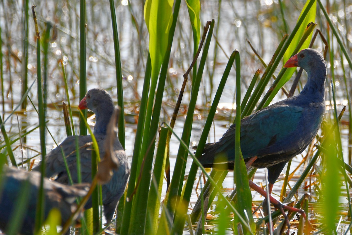 Gray-headed Swamphen - ML646078649