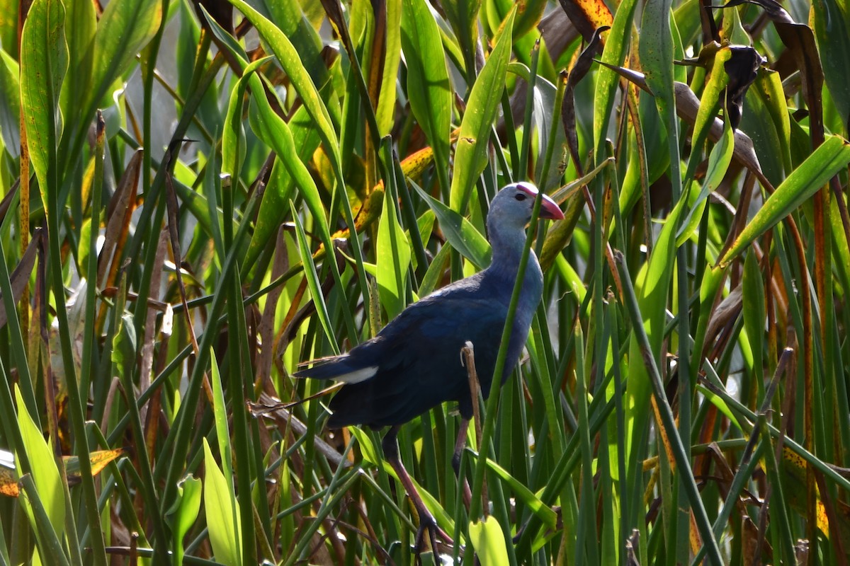 Gray-headed Swamphen - ML646078650
