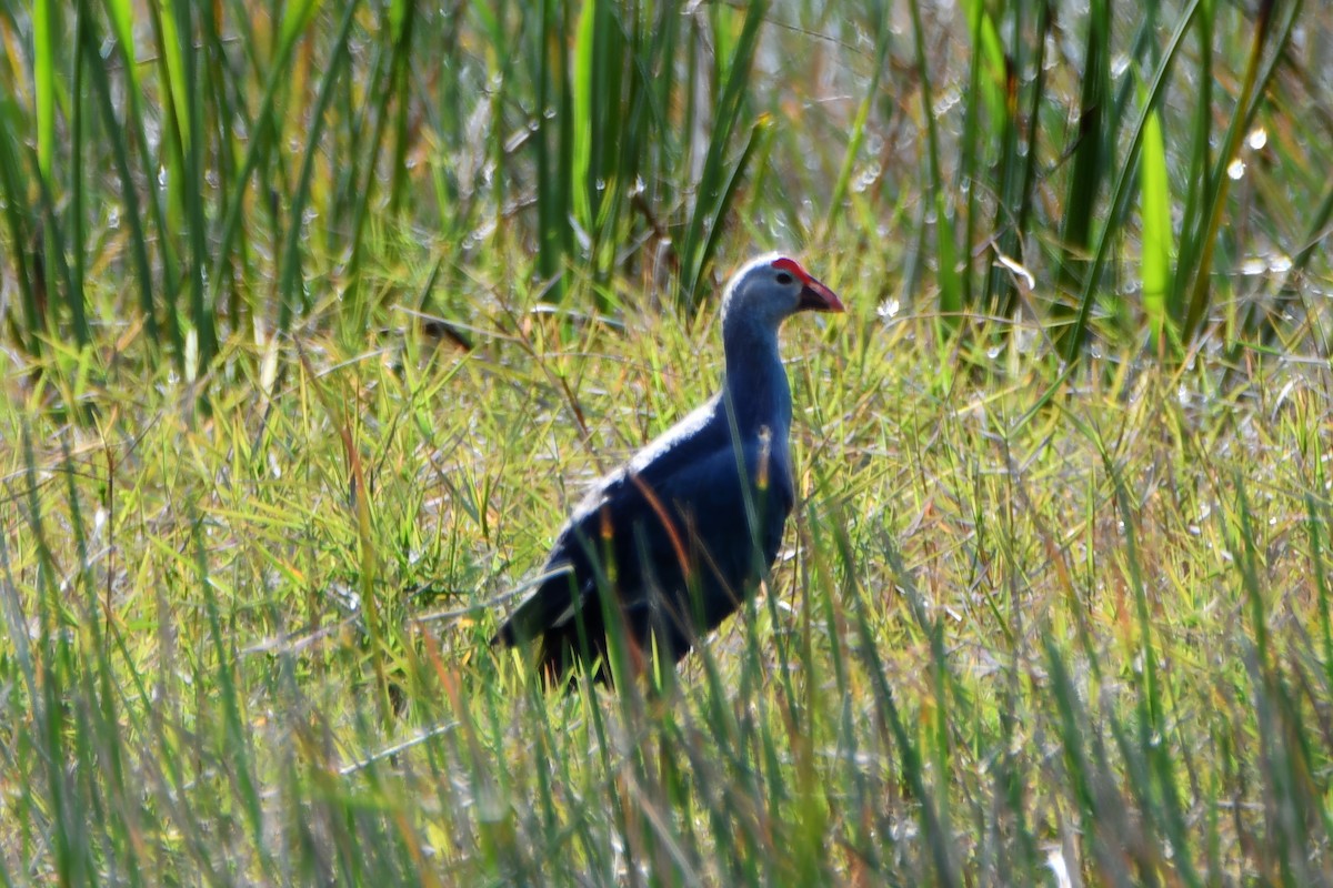 Gray-headed Swamphen - ML646078651