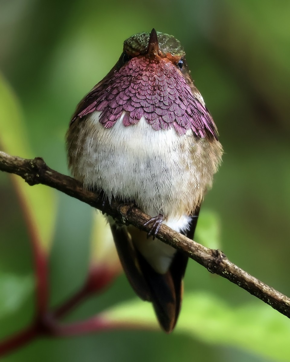 Volcano Hummingbird - ML646078652