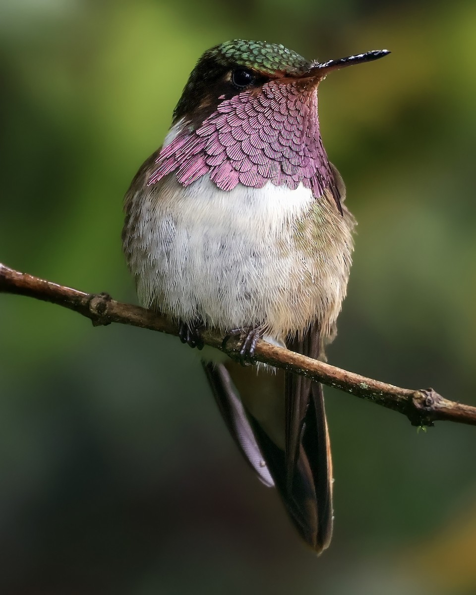 Volcano Hummingbird - ML646078653