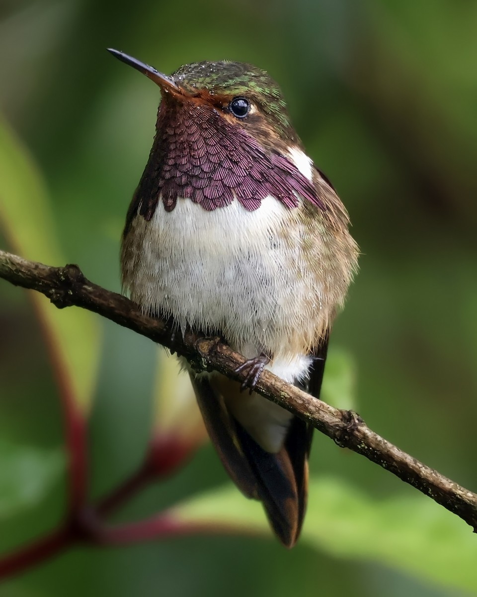 Volcano Hummingbird - ML646078654