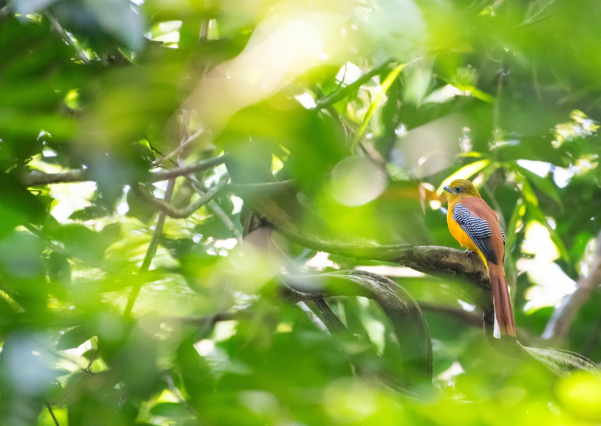 Orange-breasted Trogon - ML646078655