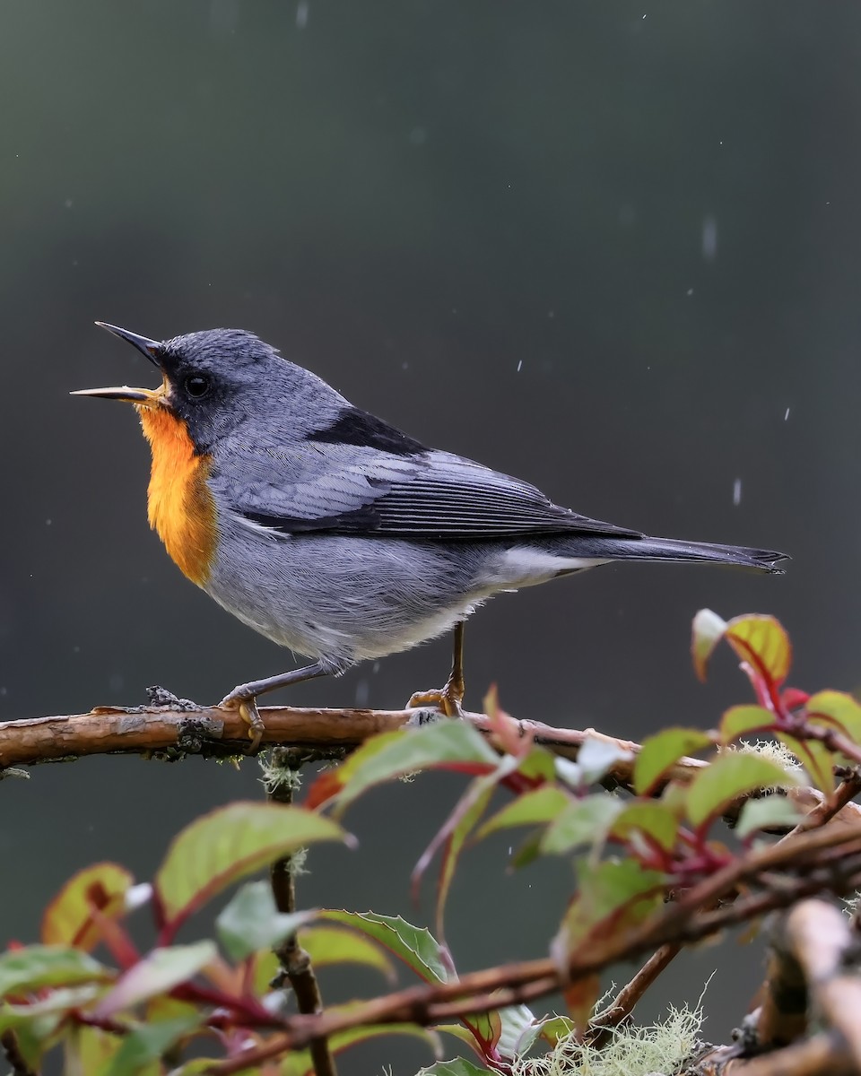 Flame-throated Warbler - ML646078658