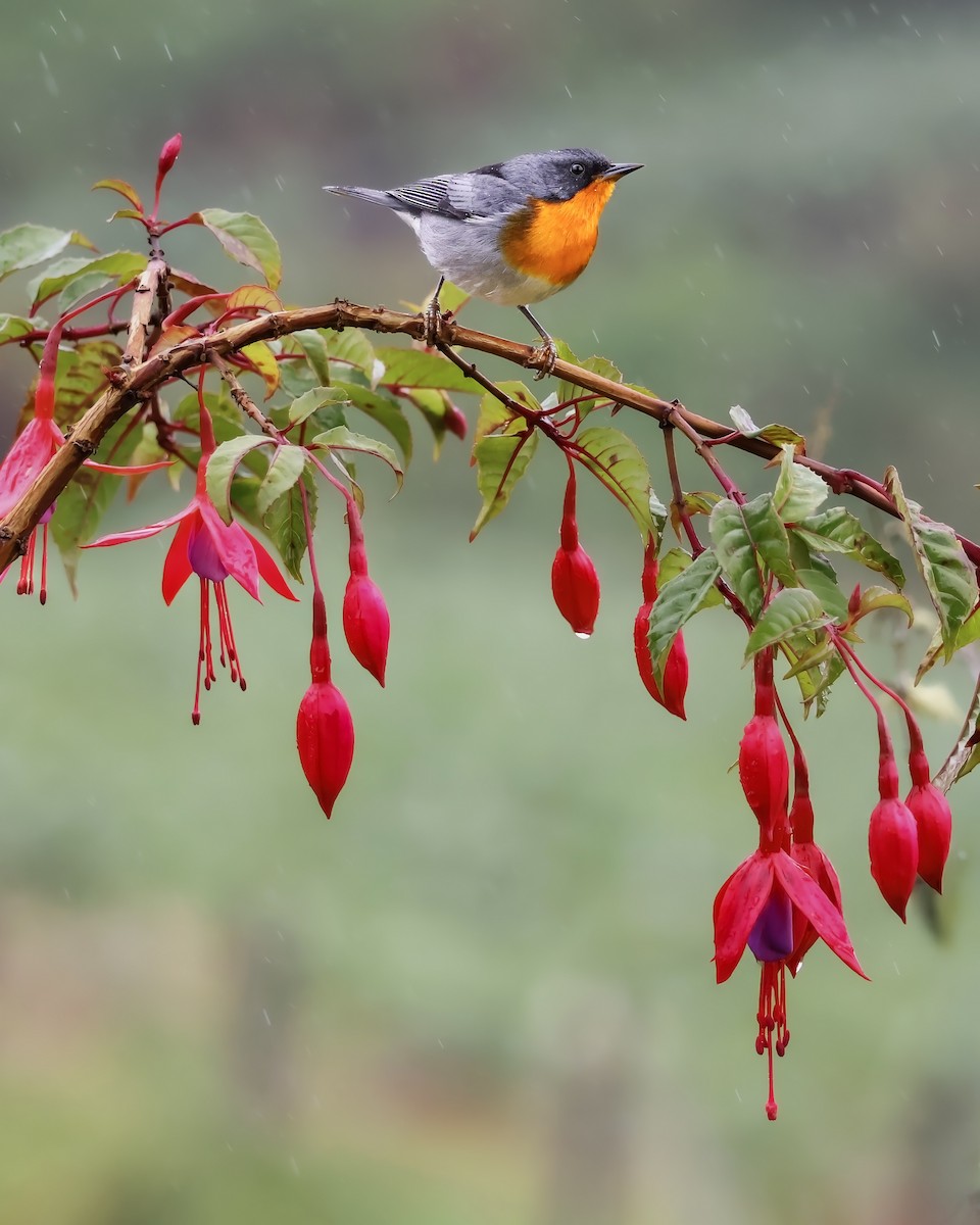 Flame-throated Warbler - ML646078659
