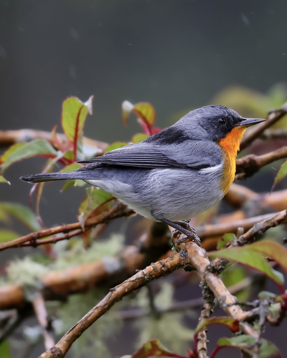 Flame-throated Warbler - ML646078673