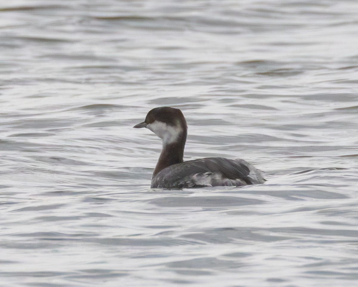 Horned Grebe - ML646078674