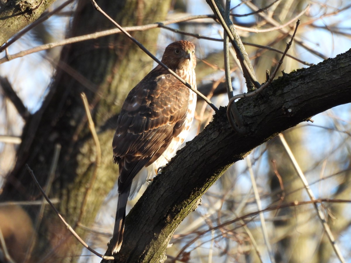 Rundschwanzhabicht - ML646078675