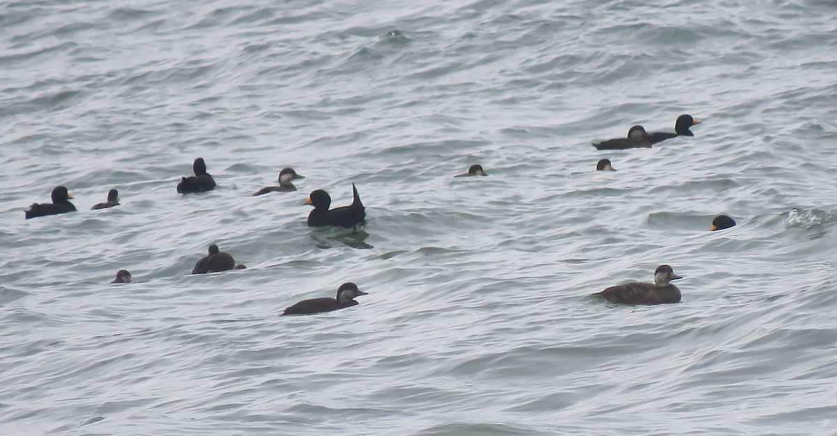 turpan žlutozobý - ML646078687