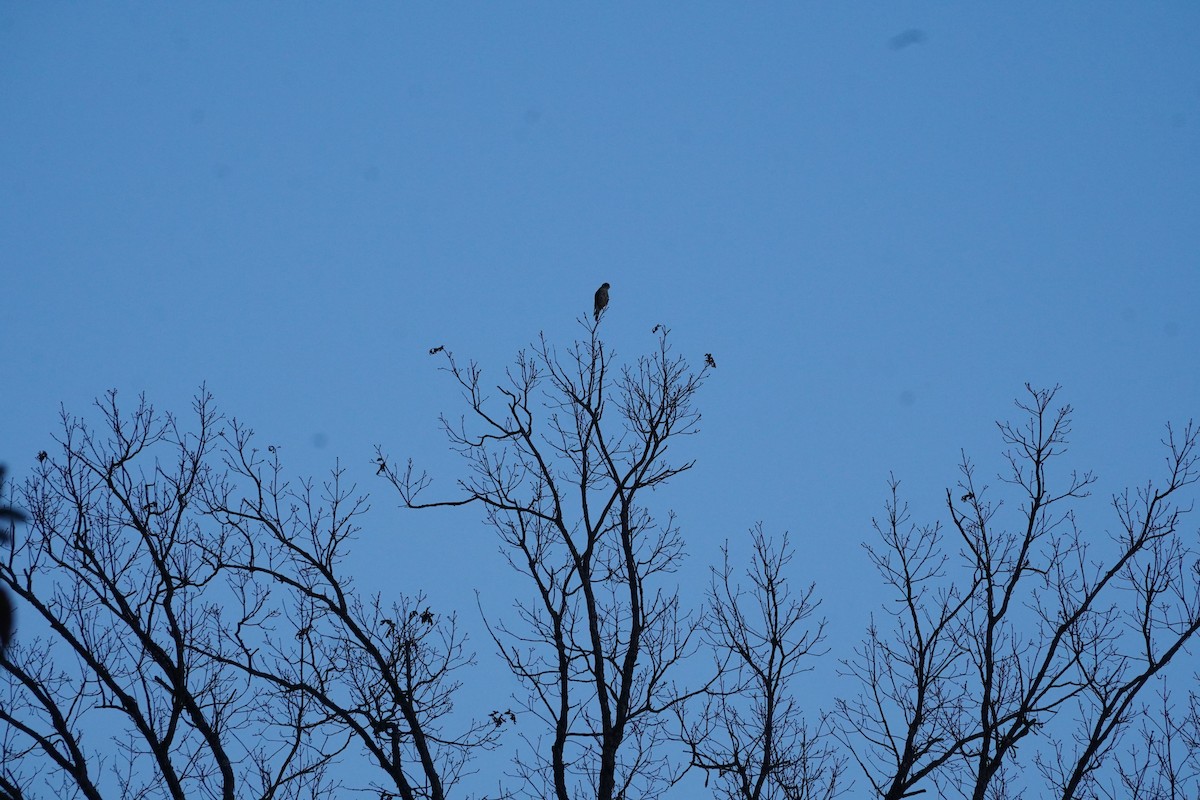 Merlin - ML646078689