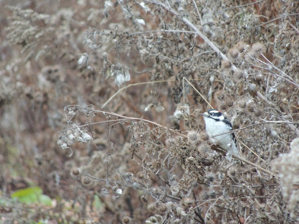 Downy Woodpecker - ML646078690