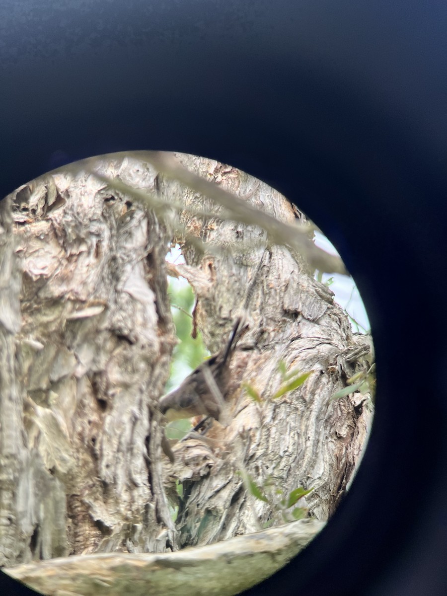 オーストラリアマルハシ - ML646078691