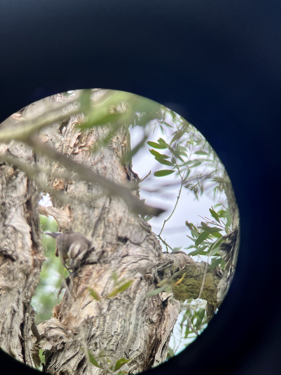 オーストラリアマルハシ - ML646078692