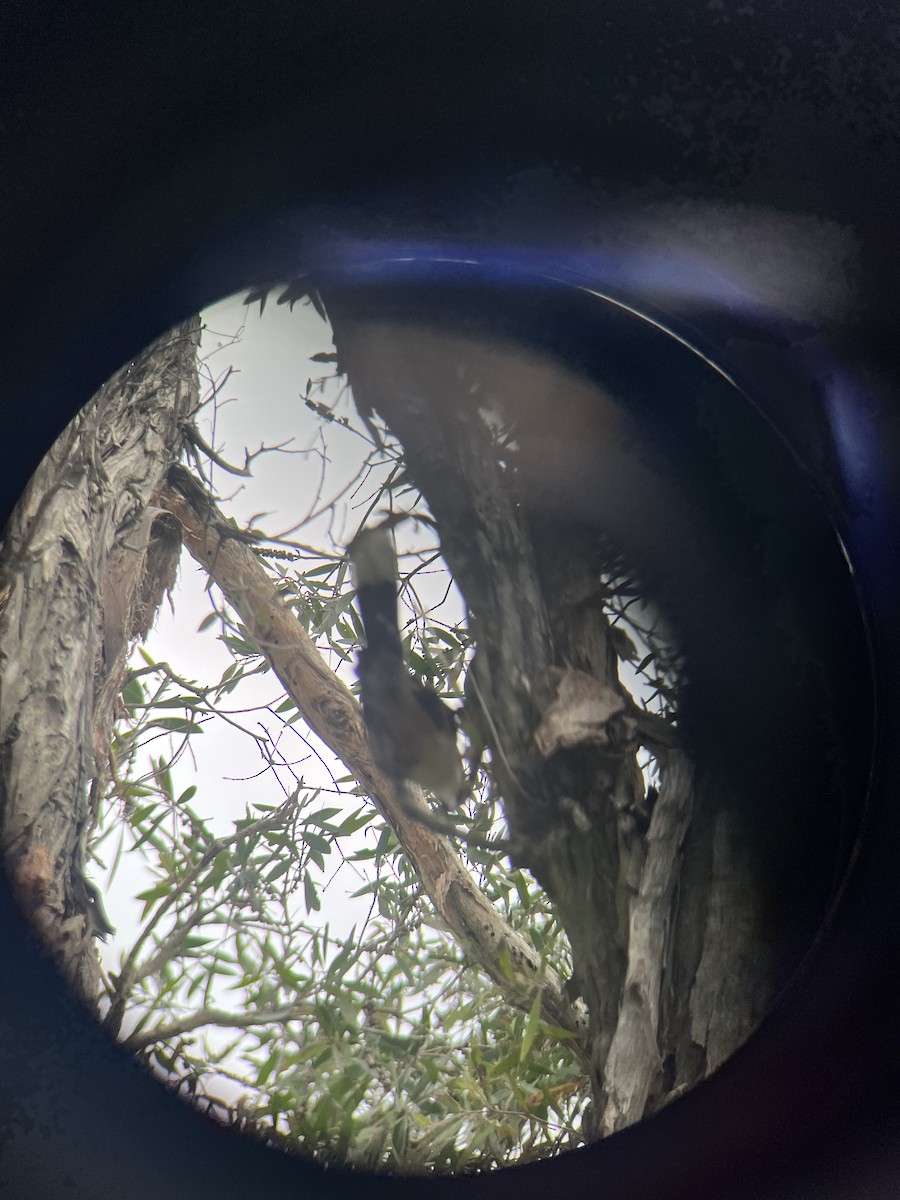 オーストラリアマルハシ - ML646078693