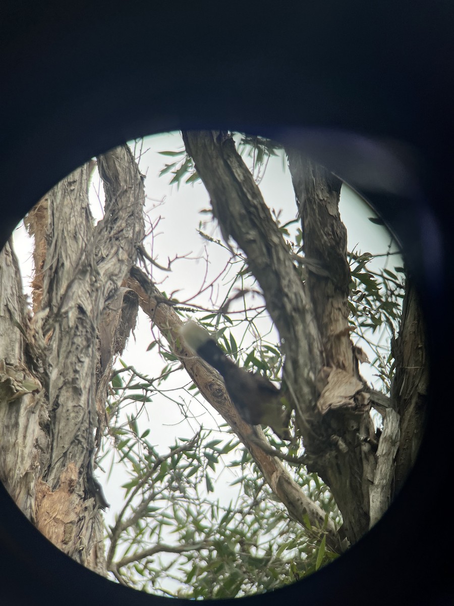 オーストラリアマルハシ - ML646078694