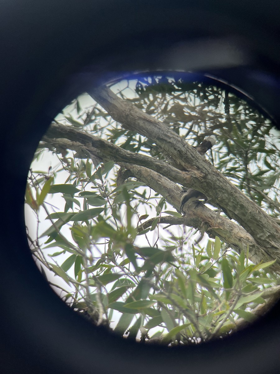 オーストラリアマルハシ - ML646078695