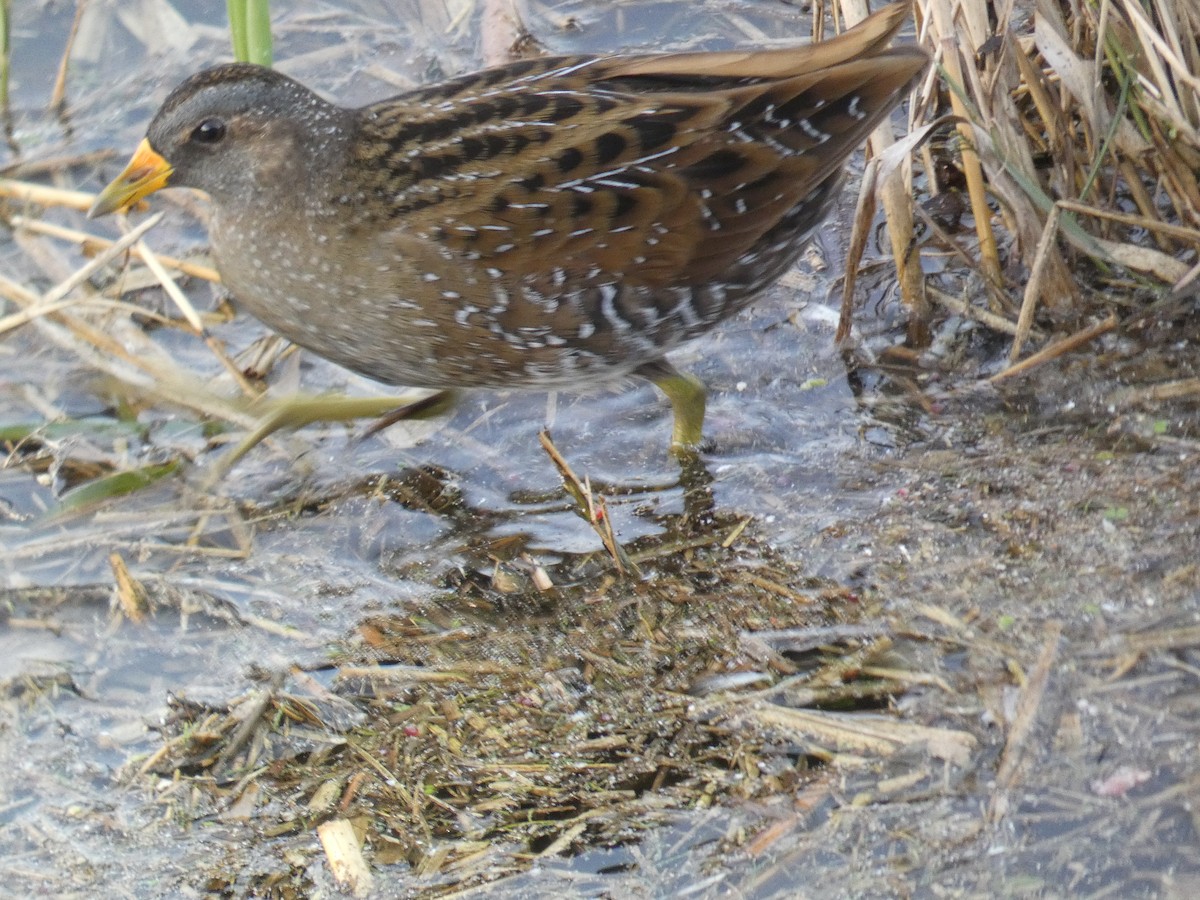 Spotted Crake - ML646078701
