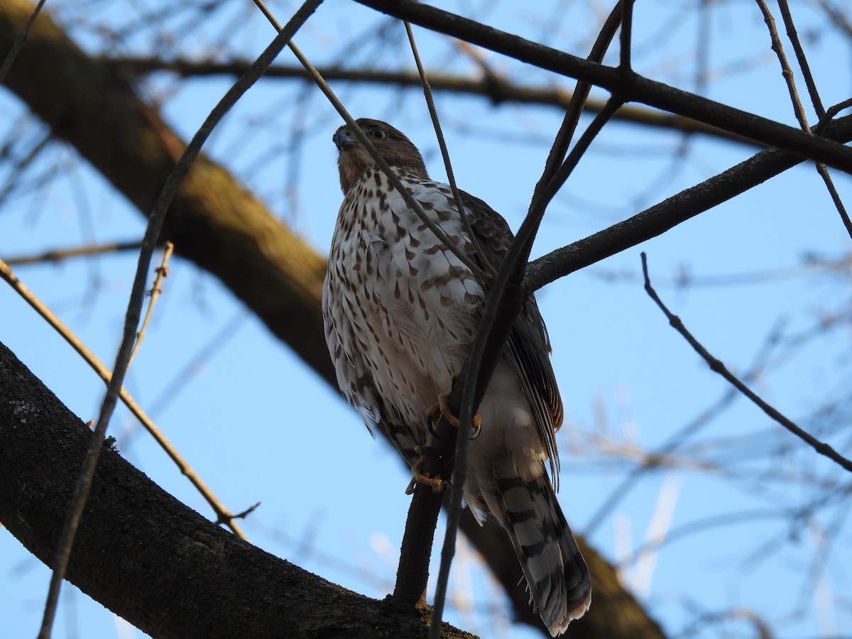 Rundschwanzhabicht - ML646078702