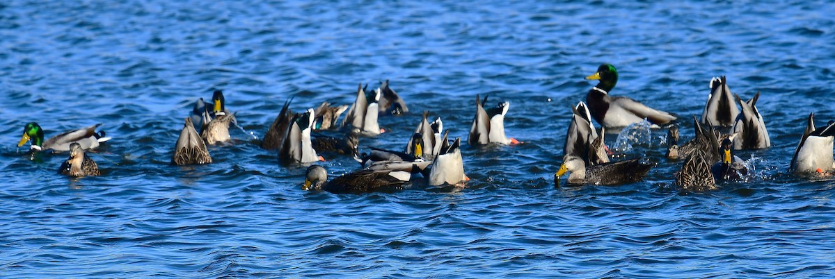 Mallard - ML646078711