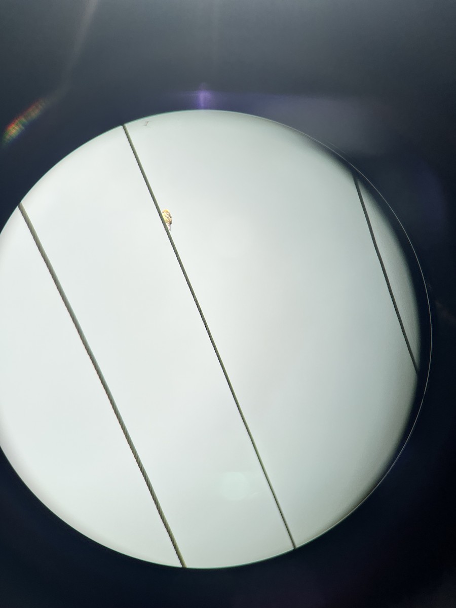 Golden-headed Cisticola - ML646078721