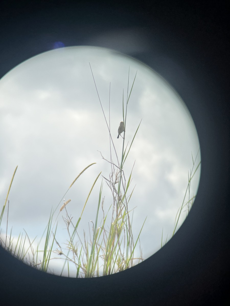 Golden-headed Cisticola - ML646078722