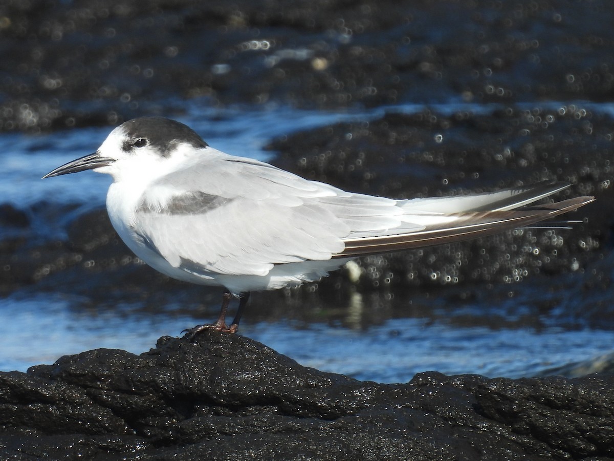 Common Tern (longipennis) - ML646078725